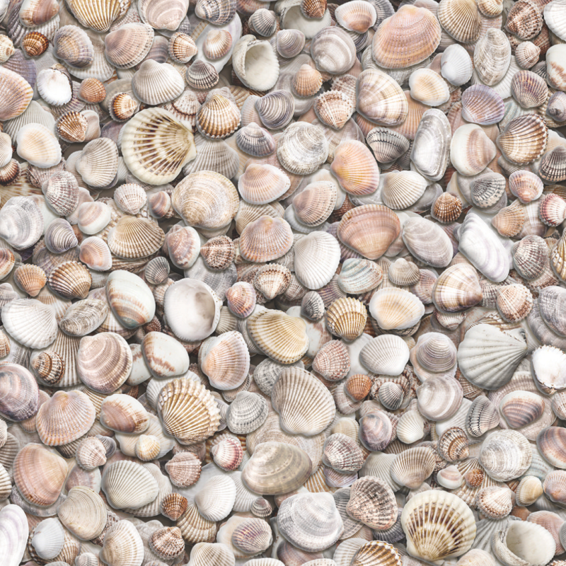 Sol PVC - Seashells - Décor 3D réaliste Plage aux coquillages - Optima Moonlight - Beauflor - rouleau 2M